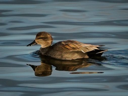 Kikojimenez1977 en Hamelin: Fauna, Mareca strepera (Linnaeus, 1758), #anadeazulon 