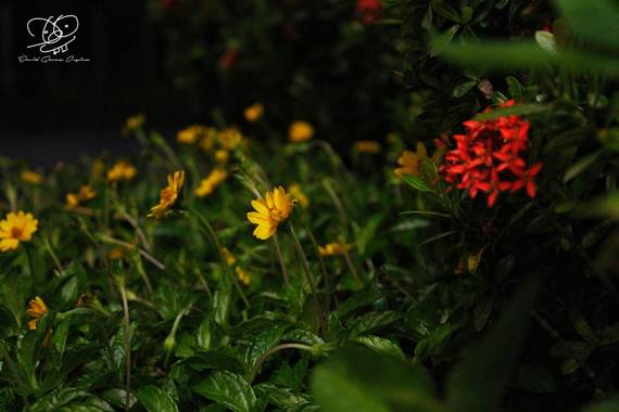 Davidgomezospina en Hamelin: Flora  (Ibagué), Sphagneticola trilobata, Flores que colorean la noche.
Foto: @davidgomezospina 