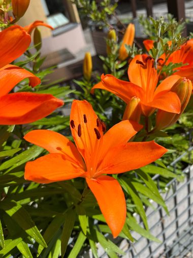 Eudimer20 en Hamelin: Flora, Lilium bulbiferum, #flower #plants