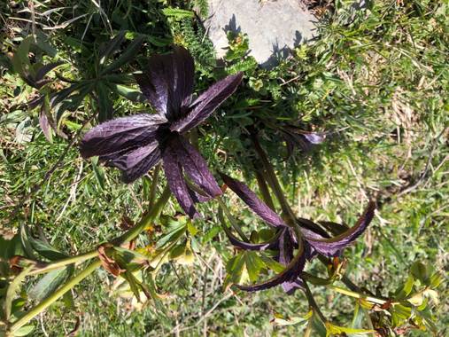 Naturalezadebarrio en Hamelin: Flora  (Naut Aran), Flor de Pirineo#naturalezadebarrio#flora21@naturalezadebarrio