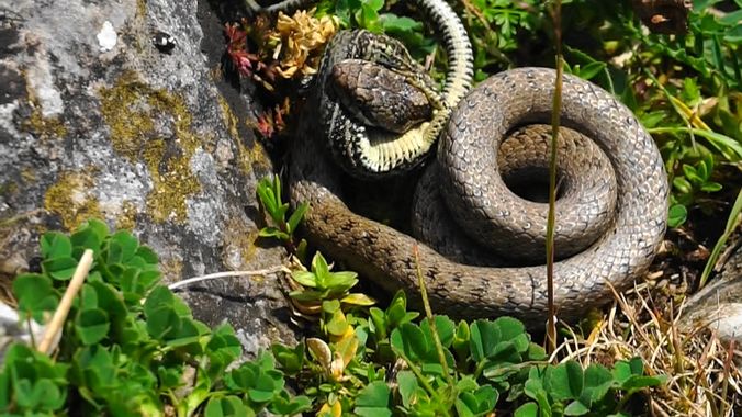 Inakiberruetaacebes en Hamelin: Fauna  (Asparrena), #culebra #culebreraeuropea #lagartija #culebralisaeuropea.La culebra lisa europea es el más activo depr...