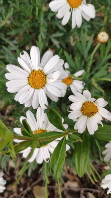 Isabel A. en Hamelin: Flora  (La Jana), #flora21 