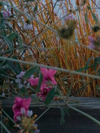Tamaralorenamunoz en Hamelin: Flora  (Benalmádena), #flora21 #benalmadena 
