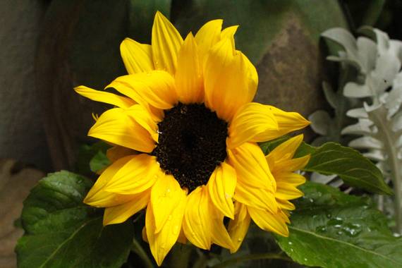 cruzyus en Hamelin: Flora  (Córdoba), Helianthus annuus, #flora21 