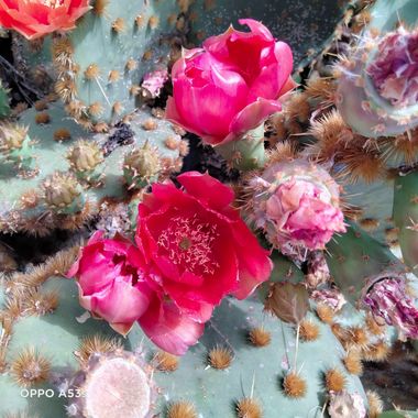 Solerantonio2 en Hamelin: Flora  (Almería), Opuntia aciculata, Flor del cactus