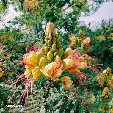Solerantonio2 en Hamelin: Flora  (Almería), Caesalpinia gilliesii, Planta