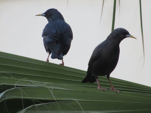 Solerantonio2 en Hamelin: Fauna  (Almería), Sturnus unicolor Temminck, 1820, Aves
