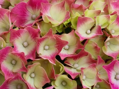 Jonathanmartinbedia0007 en Hamelin: Flora, Hydrangea macrophylla, 📸@
