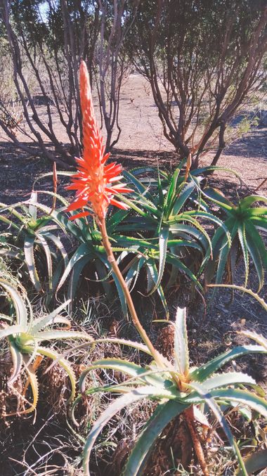 Solerantonio2 en Hamelin: Flora  (Almeria), Aloe arborescens, Planta