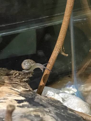 Silviagarridochaves en Hamelin: Fauna  (Madrid), #hola #caracol #snail