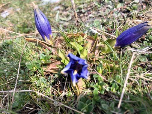 Naturalezadebarrio en Hamelin: Flora  (Naut Aran), Gentiana alpina, Flor del Pirineo#flora21#naturalezadebarrio#flores#@naturalezadebarrio