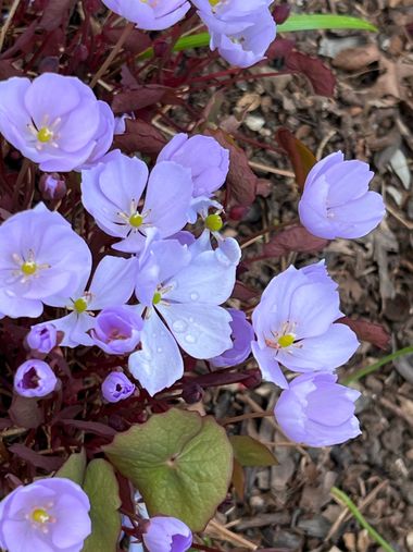 Eudimer20 en Hamelin: Flora, Plagiorhegma dubium, #flora 