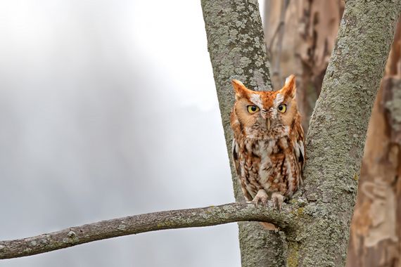 Ignicapillus en Hamelin: Fauna  (Lucas County), Megascops asio (Linnaeus, 1758), Autillo yanqui

Esta es la primera de las tres especies de rapaces nocturn...