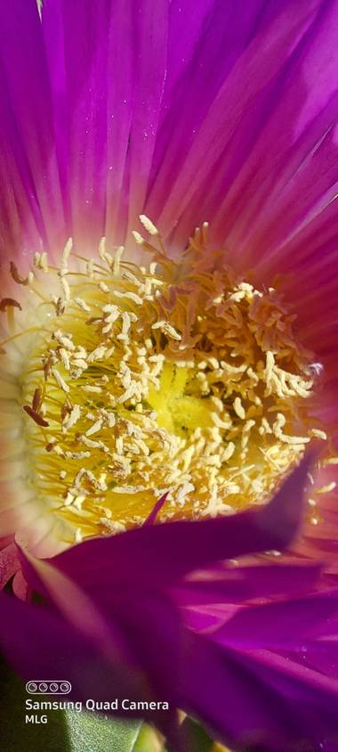 Apasnau75 en Hamelin: Flora  (Pizarra), Preciosa su flor, más debido a su potencial colonizador y constituir una amenaza grave para las especies autóctonas...
