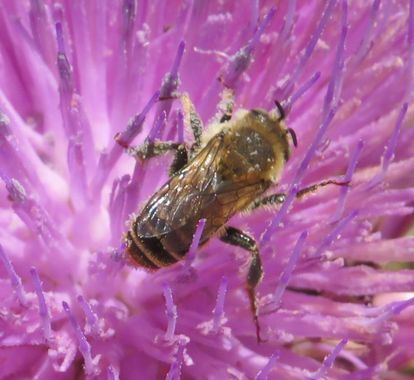 Solerantonio2 en Hamelin: Fauna  (Níjar), Insecto