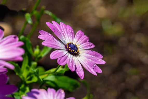 manuel.torres1 en Hamelin: Flora  (El Vendrell), #flor  #pétalos  #fucsia  #botánica  #jardin  #planta