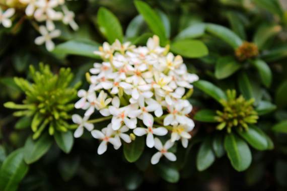 Amparo.lopez en Hamelin: Flora  (Cali), #flora21 