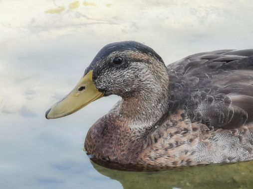lidiamontserrat48.lm en Hamelin: Fauna  (Zaragoza), Anas platyrhynchos Linnaeus, 1758, #patos
#aves
#hamelin 