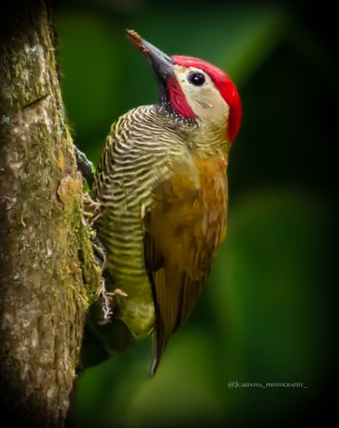 juanandrescardona01 en Hamelin: Fauna  (El Retiro), Colaptes rubiginosus (Swainson, 1820), Carpintero cariblanco 🤍💛🧡❤️🪵
#carpintero #ave #bird #birdpho...