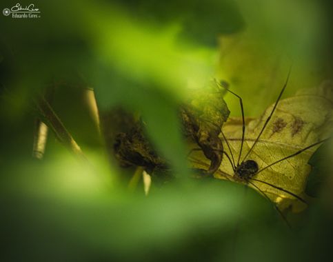 miradasbotanicas en Hamelin: Fauna, #fauna #naturaleza #macro