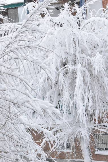 Fabi Gracia en Hamelin: Flora, La nieve fue dominando a los árboles vacíos y desnudos y convirtiéndolos en bellos paisajes invernales