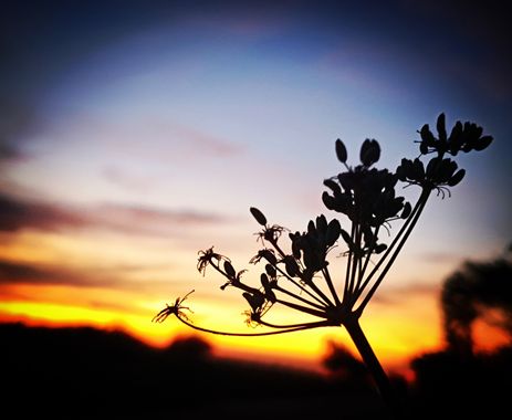 Berenicelujan en Hamelin: Flora  (La Laguna), #semillas