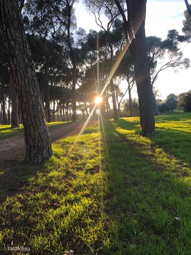 gyasmolina en Hamelin: Paisaje  (Madrid), Parque siete hermanas ✨🌲🍁 
#verdequetequieroverde #rayosdesol #parquesyjardines #casadecampo #madridverde 