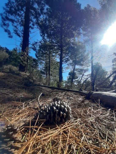 Oriaverde en Hamelin: Paisaje  (Oria), #oriaverde #orianature #paisaje #wildlife #wildlife_oria #naturaleza #medioambiente #paisajesnaturales #pinos #piña 
