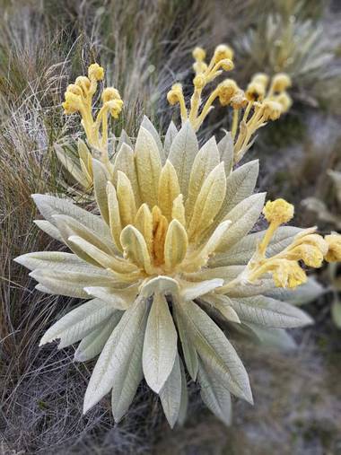 reotorozco en Hamelin: Flora, #espeletia #frailejon #pijao #quindio #colombia