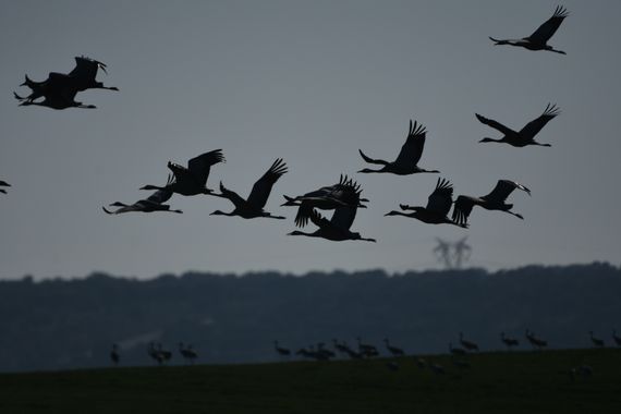 Info en Hamelin: Fauna, Grus grus (Linnaeus, 1758), Grullas en Talavan