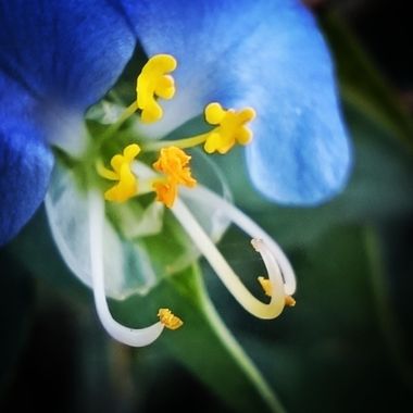 Berenicelujan en Hamelin: Flora  (La Laguna), #santalucia #flores 