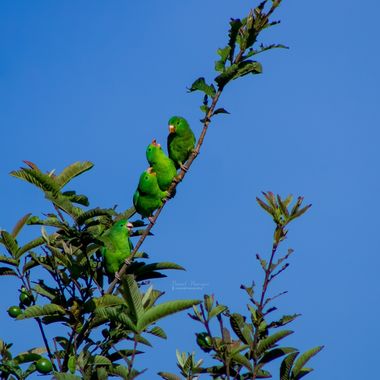 danielhincapie230979 en Hamelin: Fauna  (Copacabana), Forpus conspicillatus (Lafresnaye, 1848), En este mes de la familia en muchos países y el mes del pad...