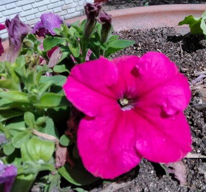Solerantonio2 en Hamelin: Flora  (Madrid), Petunia x hybrida, Planta