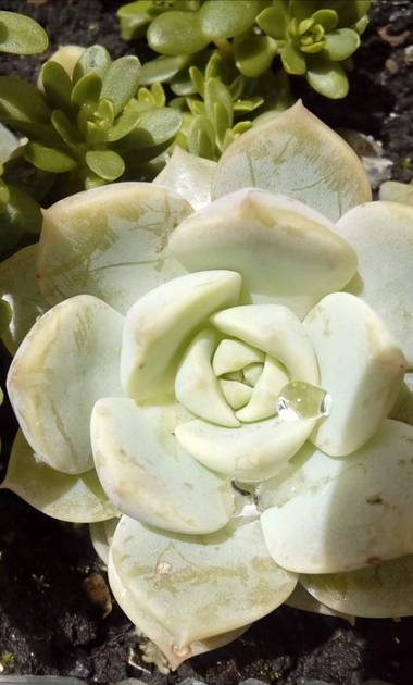 Nanyterreros en Hamelin: Flora  (Modelia), Suculenta