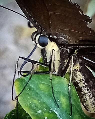 Navarroarevalomariateresa en Hamelin: Fauna  (Viesca), Hermosos ojos.
