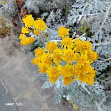 Solerantonio2 en Hamelin: Flora  (Almería), Planta