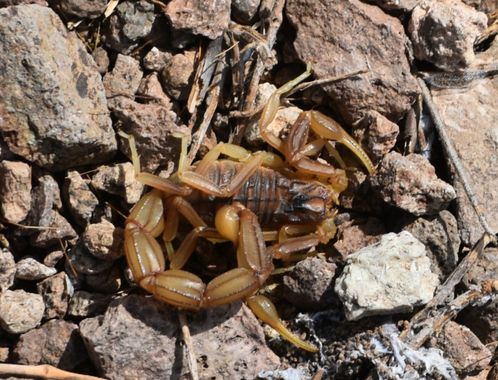 Solerantonio2 en Hamelin: Fauna  (Cabo de Gata), Escorpión amarillo
