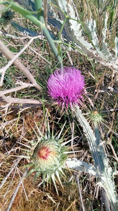 Solerantonio2 en Hamelin: Flora  (Níjar), Planta