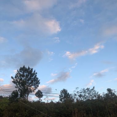Riccyreyees en Hamelin: Flora, #fauna #flora #bird #pajaro #cieloazul #amanecer 