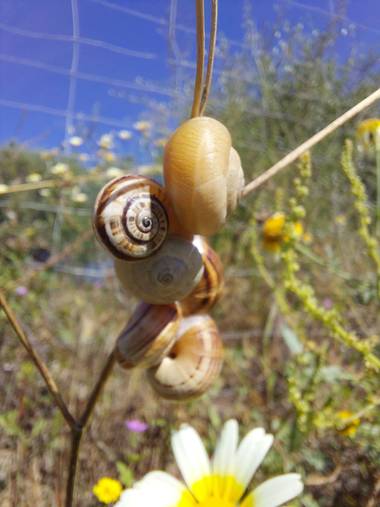 Apasnau75 en Hamelin: Fauna  (Málaga), En familia...
