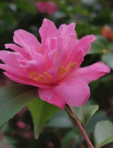 Mpinfante en Hamelin: Flora, #flowers 
Un pequeño detalle colorido el de esta camelia que, igual que la variedad japonica, desafía los rigores del inviern...