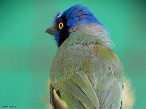 Marcos Valero Espinal  en Hamelin: Fauna  (Caracas), Cyanocorax yncas (Boddaert, 1783), #aves21 