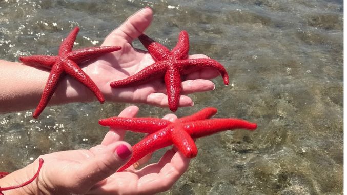 Solerantonio2 en Hamelin: Fauna  (Níjar), Estrella de mar
