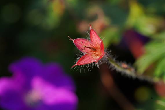 bernard1402  en Hamelin: Flora  (Barcelona), Flores silvestre; renacer a la primavera. Foto hecha en el Parque de Sant Antoni y San Tibursio en Barcelona c...