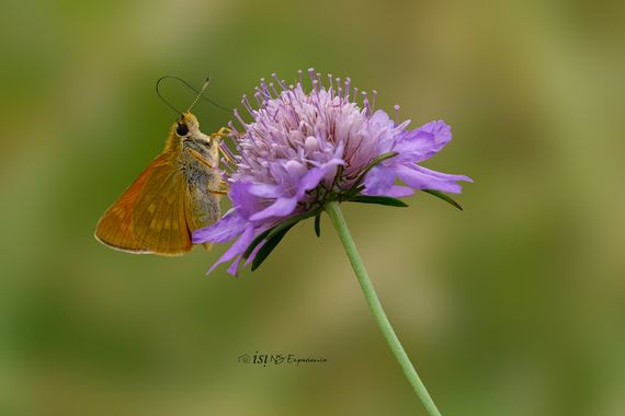 isidorogomez53 en Hamelin: Fauna  (Avinguda Nord), Son unas maripsillas de color marron  oscuro  muy abundantes y muy  lindas.

#macro 
#insectosdeespaña 
...