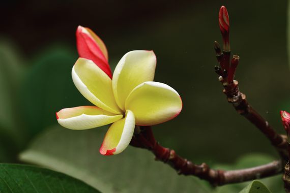 Juanatlantida82 en Hamelin: Flora  (Puerto de la Cruz), Plumeria rubra, Flora 