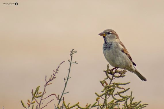 Breogán654 en Hamelin: Fauna  (Calp), Passer domesticus (Linnaeus, 1758), Gorrión común 