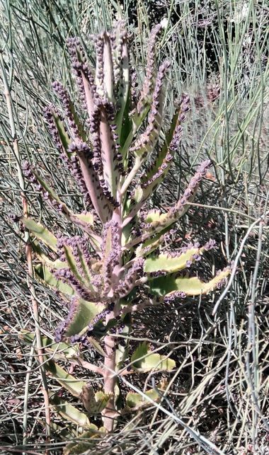 Solerantonio2 en Hamelin: Flora  (Almería), Planta