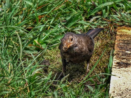 mariale en Hamelin: Fauna  (Gijón), Turdus merula Linnaeus, 1758, 📸 #marialemdza 
Senda del Cervigón, Gijón. 
#CumpleHamelin #Asturias #norte #NorteDeEspa...