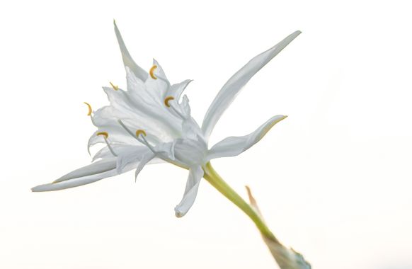 Juanfra.1791 en Hamelin: Flora  (Almería), Pancratium maritimum L., J